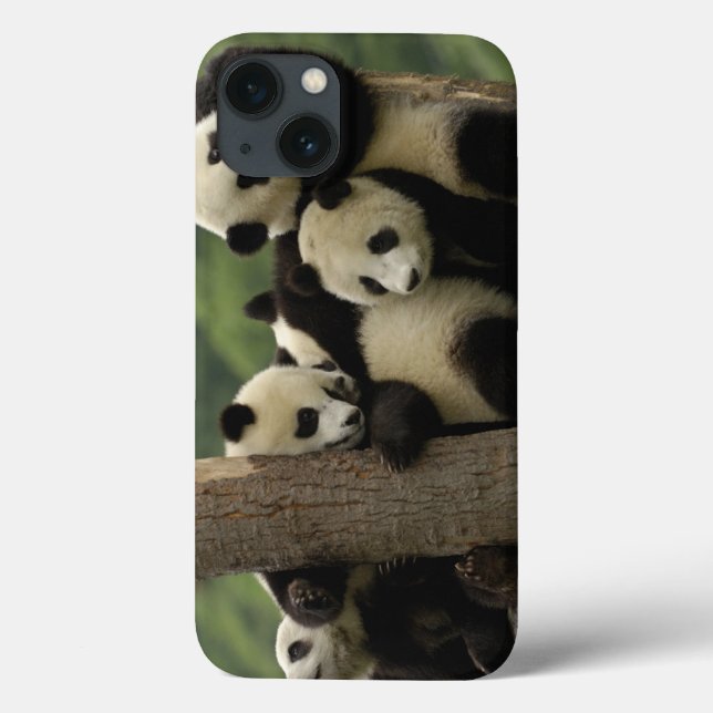 Jättepanda ungar (Ailuropoda melanoleuca) (Baksida)