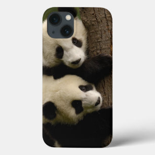 Jättepanda ungar (Ailuropoda melanoleuca) 2