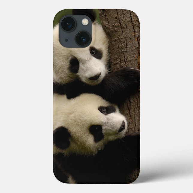 Jättepanda ungar (Ailuropoda melanoleuca) 2 (Baksida)