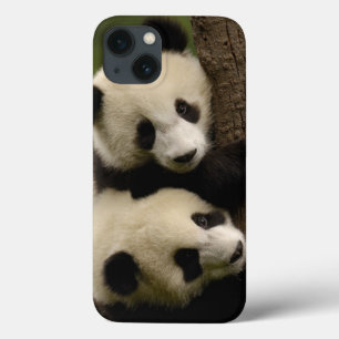 Jättepanda ungar (Ailuropoda melanoleuca) 2