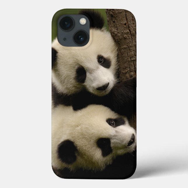 Jättepanda ungar (Ailuropoda melanoleuca) 2 (Baksida)