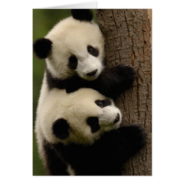 Jättepanda ungar (Ailuropoda melanoleuca) 2 Hälsningskort (Framsidan)