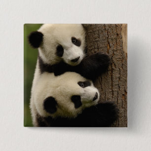 Jättepanda ungar (Ailuropoda melanoleuca) 2 Knapp