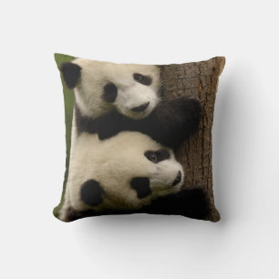 Jättepanda ungar (Ailuropoda melanoleuca) 2 Kudde