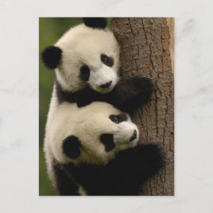 Jättepanda ungar (Ailuropoda melanoleuca) 2 Vykort