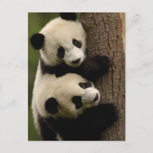 Jättepanda ungar (Ailuropoda melanoleuca) 2 Vykort (Framsida)