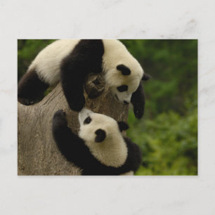 Jättepanda ungar (Ailuropoda melanoleuca) 5 Vykort