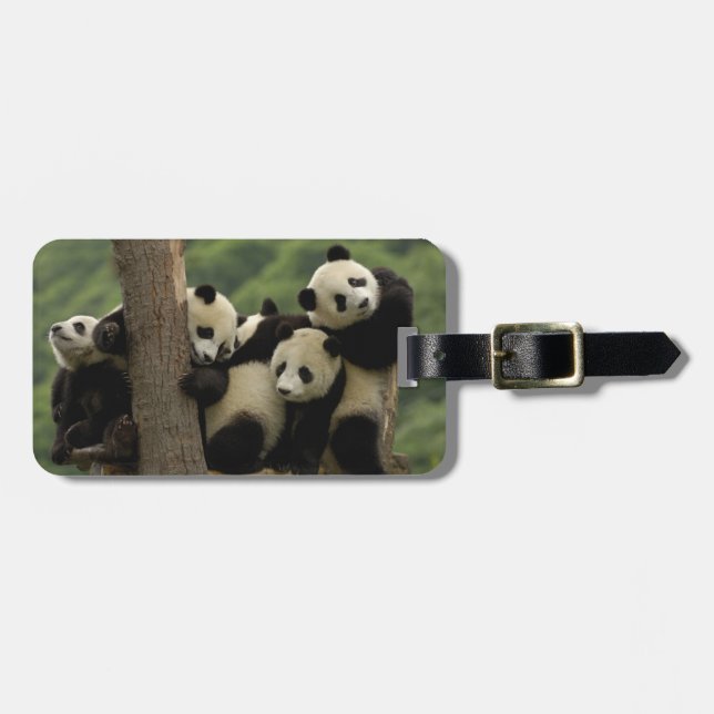 Jättepanda ungar (Ailuropoda melanoleuca) Bagagebricka (Horisontell Framsida)