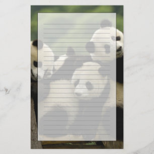 Jättepanda ungar (Ailuropoda melanoleuca) Brevpapper