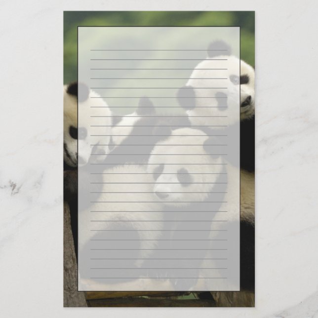 Jättepanda ungar (Ailuropoda melanoleuca) Brevpapper (Framsida)