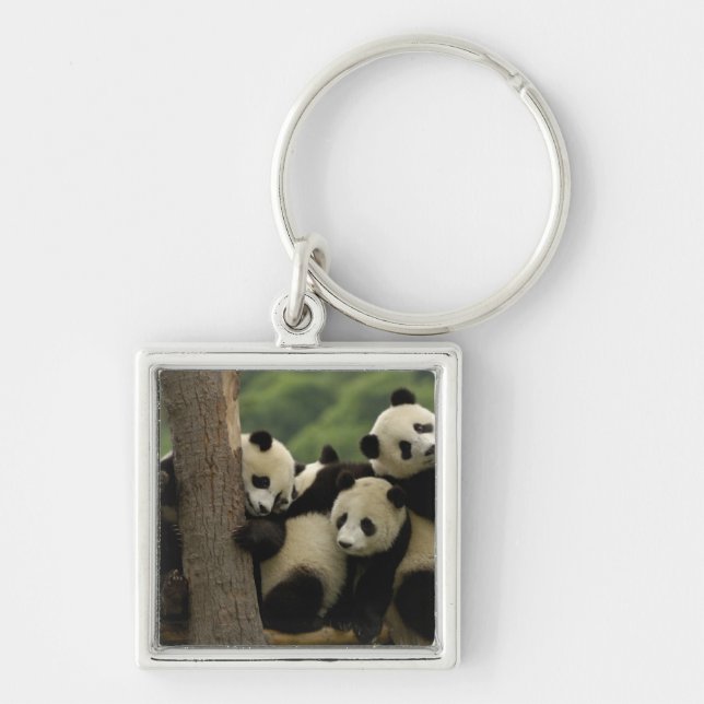 Jättepanda ungar (Ailuropoda melanoleuca) Fyrkantig Silverfärgad Nyckelring (Framsidan)