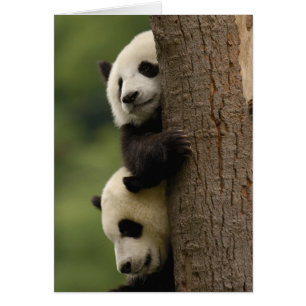 Jättepanda ungar (Ailuropoda melanoleuca) Hälsningskort