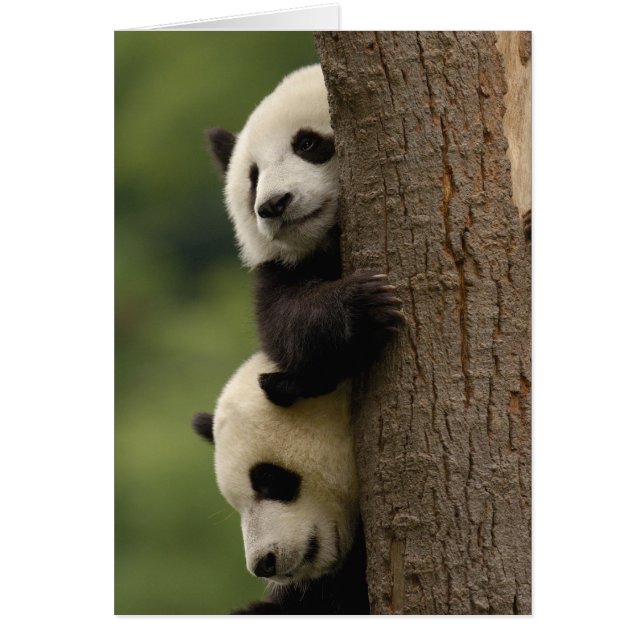 Jättepanda ungar (Ailuropoda melanoleuca) Hälsningskort (Framsidan)