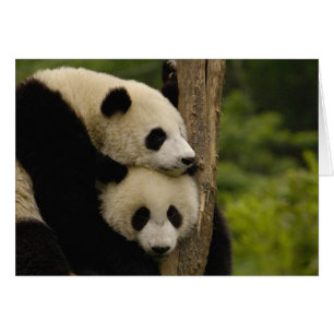 Jättepanda ungar (Ailuropoda melanoleuca) Hälsningskort