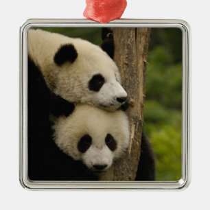 Jättepanda ungar (Ailuropoda melanoleuca) Julgransprydnad Metall