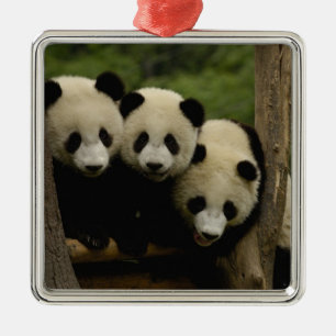 Jättepanda ungar Ailuropoda melanoleuca) Julgransprydnad Metall