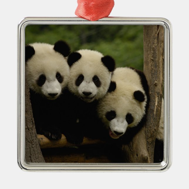 Jättepanda ungar Ailuropoda melanoleuca) Julgransprydnad Metall (Framsidan)