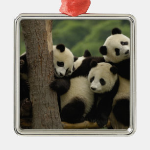 Jättepanda ungar Ailuropoda melanoleuca) Julgransprydnad Metall