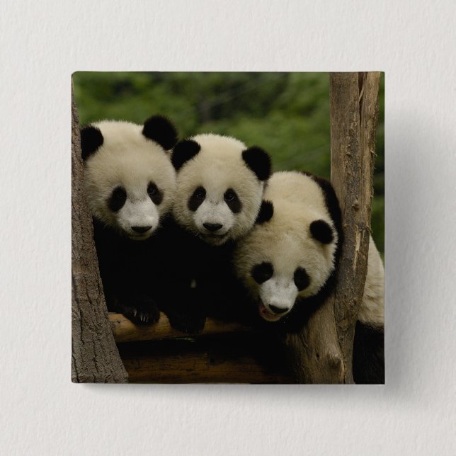 Jättepanda ungar (Ailuropoda melanoleuca) Knapp (Framsida)