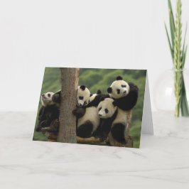 Jättepanda ungar (Ailuropoda melanoleuca) Kort