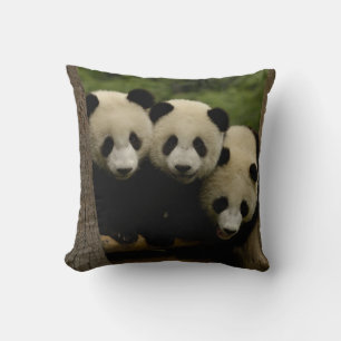 Jättepanda ungar Ailuropoda melanoleuca) Kudde