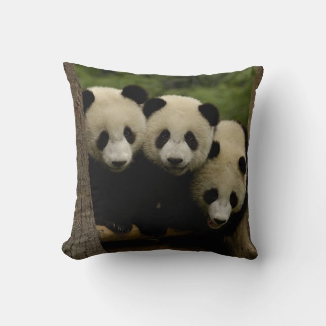 Jättepanda ungar Ailuropoda melanoleuca) Kudde (Framsida)