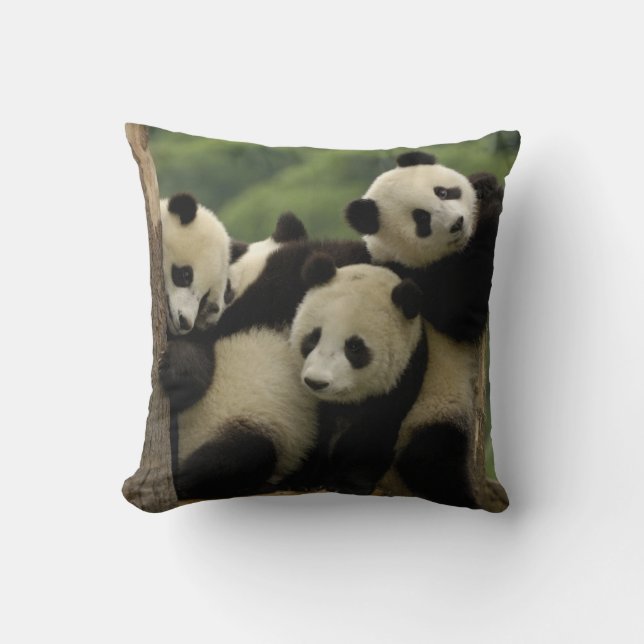 Jättepanda ungar (Ailuropoda melanoleuca) Kudde (Framsida)