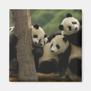 Jättepanda ungar (Ailuropoda melanoleuca) Magnet