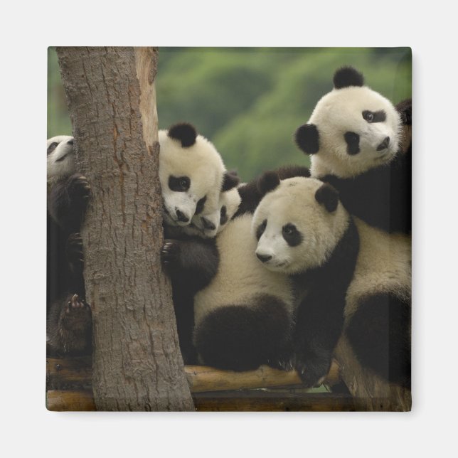 Jättepanda ungar (Ailuropoda melanoleuca) Magnet (Framsidan)