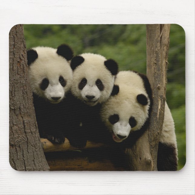 Jättepanda ungar (Ailuropoda melanoleuca) Musmatta (Framsidan)