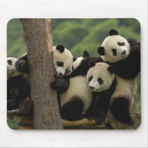 Jättepanda ungar Ailuropoda melanoleuca) Musmatta