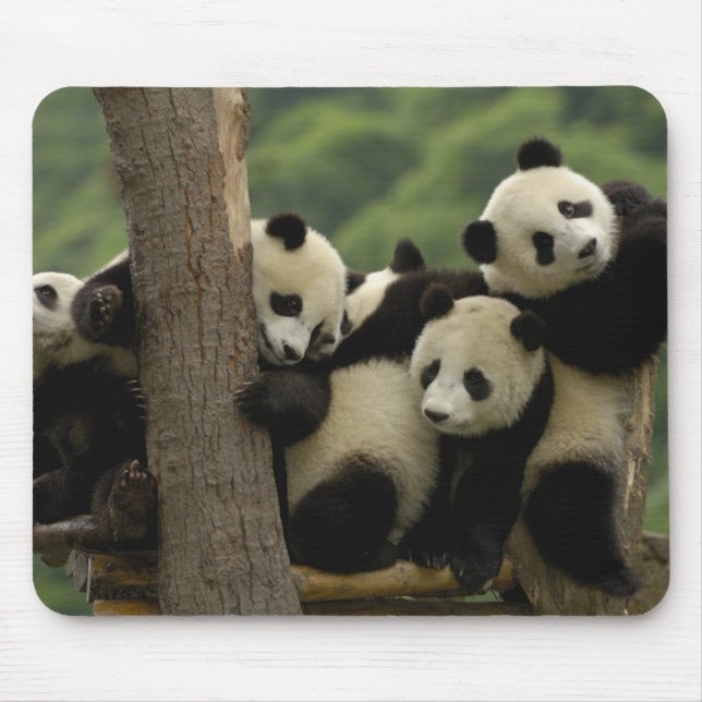 Jättepanda ungar Ailuropoda melanoleuca) Musmatta (Framsidan)