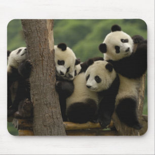 Jättepanda ungar (Ailuropoda melanoleuca) Musmatta
