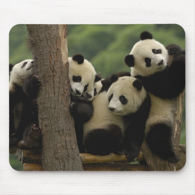 Jättepanda ungar (Ailuropoda melanoleuca) Musmatta (Framsidan)