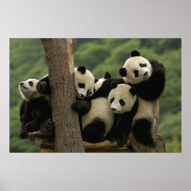 Jättepanda ungar (Ailuropoda melanoleuca) Poster (Framsidan)