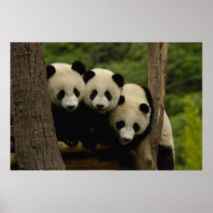 Jättepanda ungar Ailuropoda melanoleuca) Poster