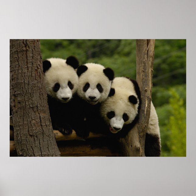 Jättepanda ungar Ailuropoda melanoleuca) Poster (Framsidan)