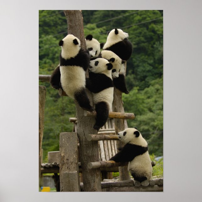 Jättepanda ungar (Ailuropoda melanoleuca) Poster (Framsidan)