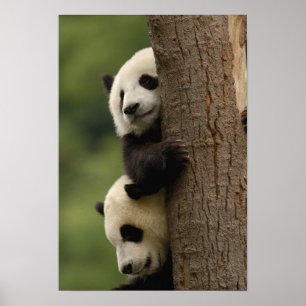 Jättepanda ungar (Ailuropoda melanoleuca) Poster