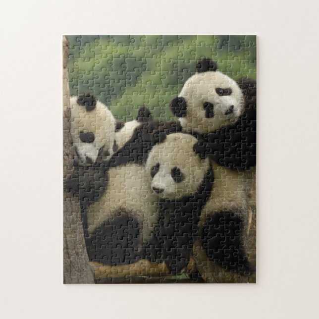 Jättepanda ungar (Ailuropoda melanoleuca) Pussel (Vertikal)
