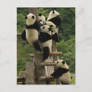 Jättepanda ungar (Ailuropoda melanoleuca) Vykort