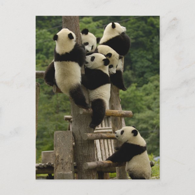 Jättepanda ungar (Ailuropoda melanoleuca) Vykort (Framsida)