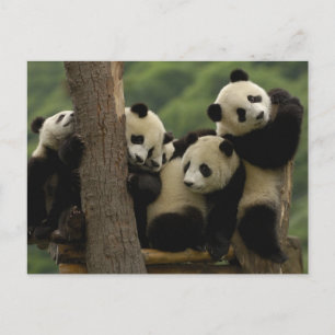 Jättepanda ungar (Ailuropoda melanoleuca) Vykort