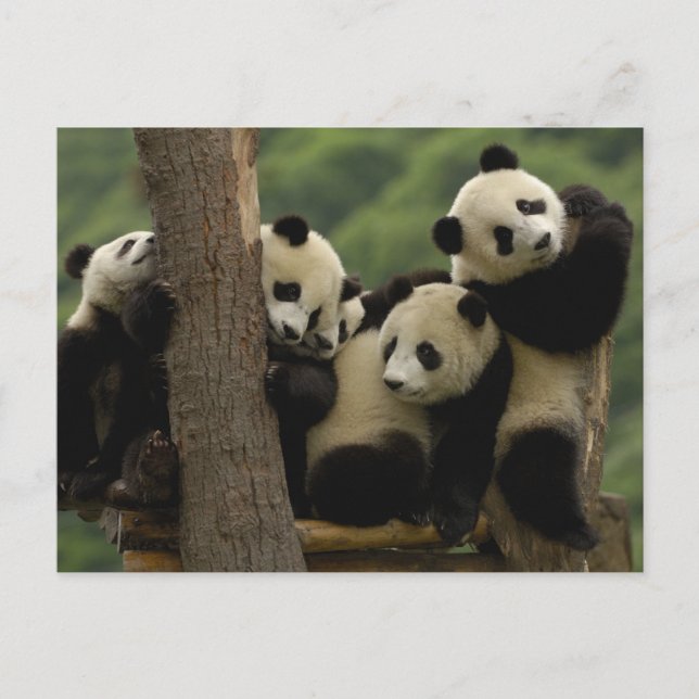 Jättepanda ungar (Ailuropoda melanoleuca) Vykort (Framsida)