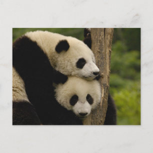 Jättepanda ungar (Ailuropoda melanoleuca) Vykort
