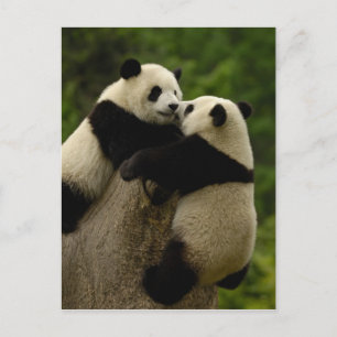 Jättepanda ungar (Ailuropoda melanoleuca) Vykort