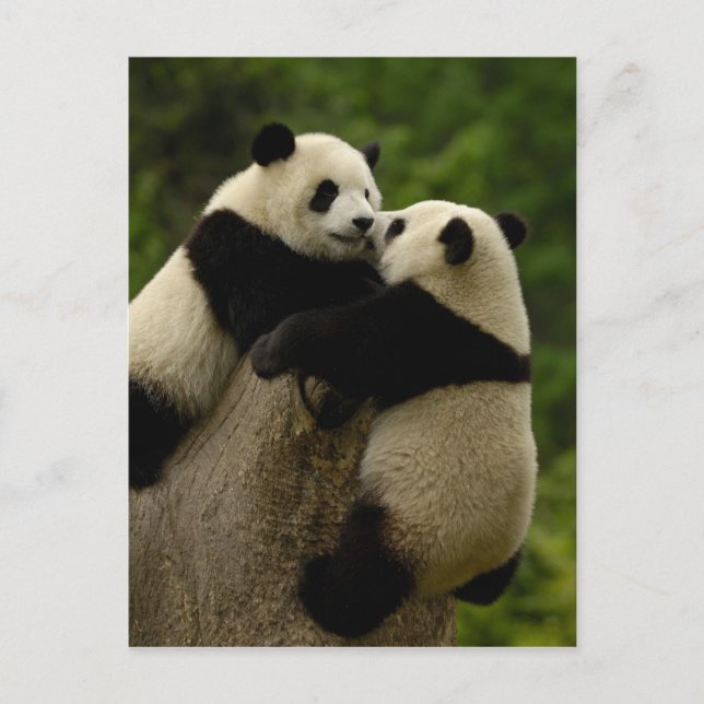 Jättepanda ungar (Ailuropoda melanoleuca) Vykort (Framsida)