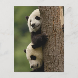 Jättepanda ungar (Ailuropoda melanoleuca) Vykort