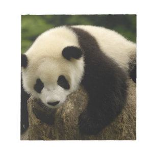 Jättepanda unge (Ailuropoda melanoleuca) Anteckningsblock