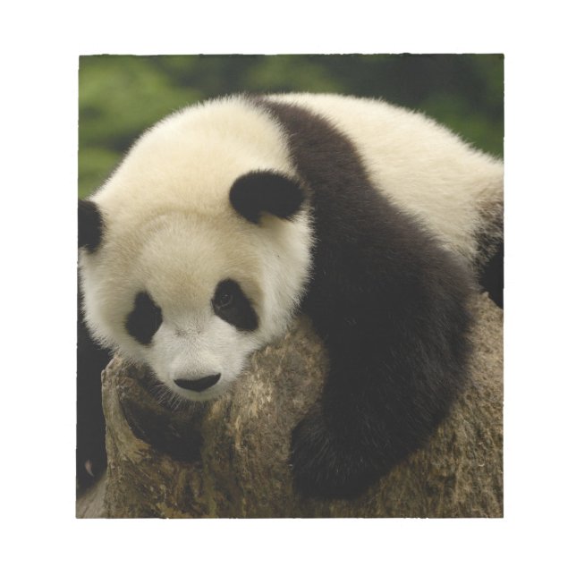 Jättepanda unge (Ailuropoda melanoleuca) Anteckningsblock (Framsida)